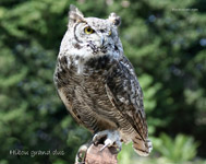 Hibou grand duc_0780.jpg